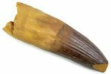 Real Spinosaurus Tooth - Robust Dinosaur Tooth #373974-1
